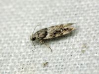 Recurvaria nanella