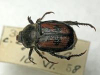 Anisoplia agricola