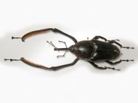 Cyrtotrachelus buqueti