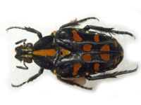 Ixorida elegans