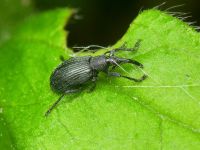 Ischnopterapion loti