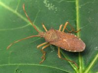 Gonocerus acuteangulatus