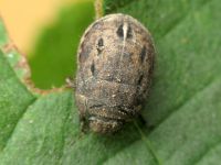 Odontoscelis (Odontoscelis) fuliginosa