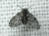 Psychodidae
