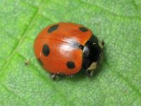 Hippodamia undecimnotata