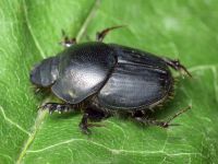 Onthophagus taurus