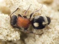 Smicromyrme sicana