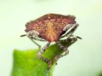 Dyroderes umbraculatus