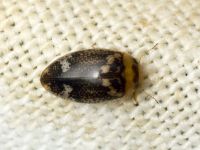 Laccophilus poecilus