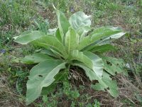 Verbascum