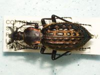 Carabus augustus cristianofonti