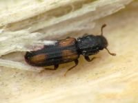 Bitoma crenata
