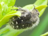 Tropinota hirta