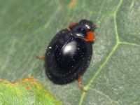 Paraexochomus nigromaculatus