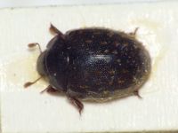 Nosodendron fasciculare