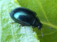 Plagiodera versicolora