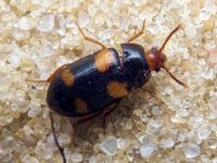 Mycetophagus quadripustulatus