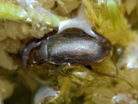 Helochares obscurus
