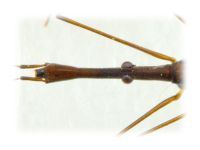 Hydrometra stagnorum