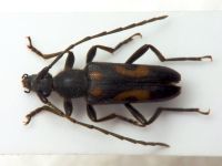 Anoplodera sexguttata