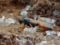 Ichneumon albiger
