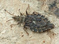 Aradus betulae