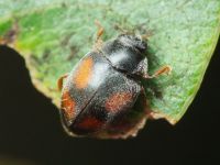 Scymnus frontalis