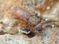 Monotoma quadrifoveolata
