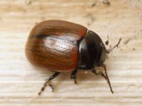 Chrysolina reitteri