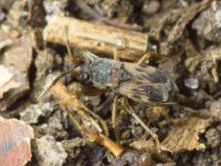 Scolopostethus