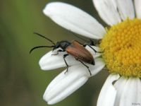 Pseudovadonia livida