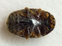 Scymniscus biflammulatus