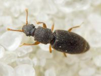 Monotoma brevicollis