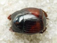Margarinotus purpurascens