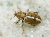 Tychius uralensis