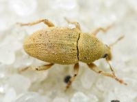 Tychius
