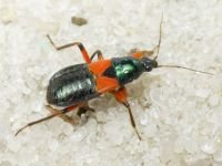 Prostemma aeneicolle