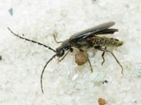 Autosilis nitidula