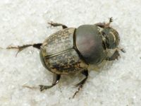 Onthophagus (Palaeonthophagus) medius