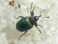 Ceutorhynchus erysimi