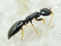 Bethylidae