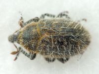 Lachnaeus crinitus