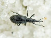 Stenopterapion (Stenopterapion) tenue