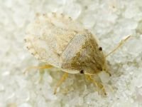 Sciocoris deltocephalus