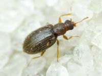 Melanophthalma