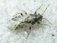 Heterogaster urticae