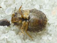 Sciocoris umbrinus