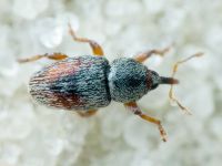 Tychius