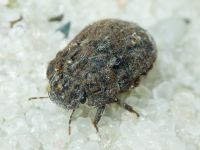 Odontoscelis (Obscuromorpha) hispidula