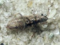 Ortholomus punctipennis